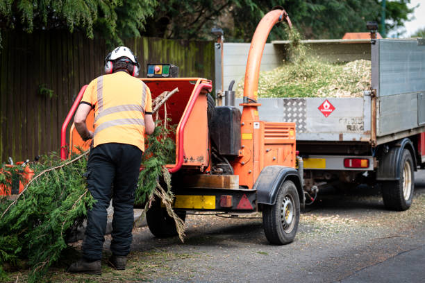 Best Tree Pruning Services  in USA